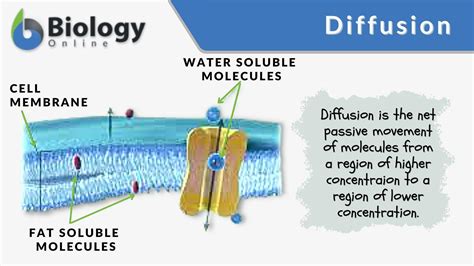 diffusion definition biology